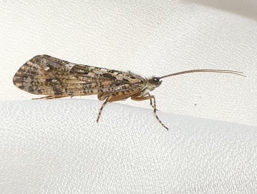 Agrypnia varia
